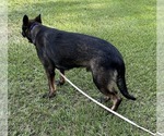 Small #10 German Shepherd Dog