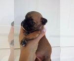 Puppy Fawn Male French Bulldog