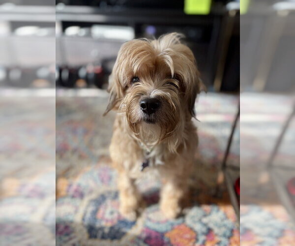 Medium Photo #8 Maltese-Unknown Mix Puppy For Sale in Oak Bluffs, MA, USA