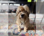 Small #7 Maltese Mix