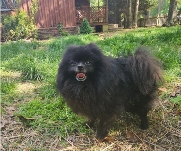 Medium Photo #1 Pomeranian Puppy For Sale in DINWIDDIE, VA, USA