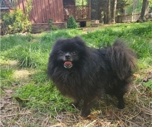 Father of the Pomeranian puppies born on 03/11/2025