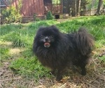 Small Photo #1 Pomeranian Puppy For Sale in DINWIDDIE, VA, USA
