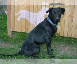 Labrador Retriever Dogs for adoption in West Valley, UT, USA