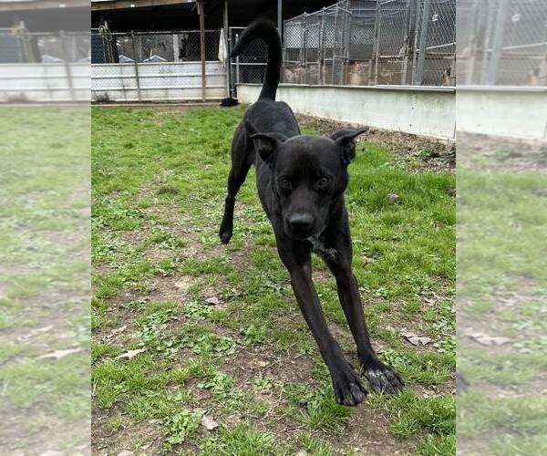 Medium Photo #8 Labrador Retriever-Mountain Cur Mix Puppy For Sale in Shreveport, LA, USA