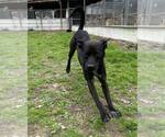 Small #7 Labrador Retriever-Mountain Cur Mix