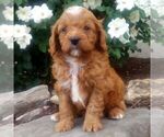 Image preview for Ad Listing. Nickname: Malachi