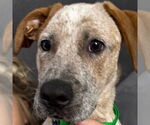 Small #1 Red Heeler Mix