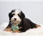 Small #2 Bernedoodle (Miniature)