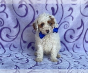 Poodle (Toy) Puppy for sale in LANCASTER, PA, USA