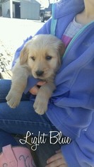 Golden Retriever Puppy for sale in GRIDLEY, KS, USA