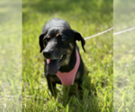 Small #4 Dachshund Mix