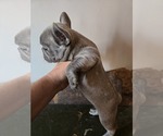 Puppy 2 French Bulldog