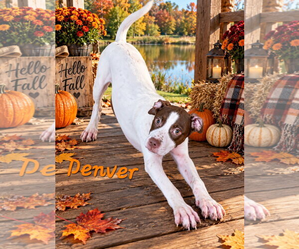 Medium Photo #2 Aussie Siberian Puppy For Sale in Southbury, CT, USA