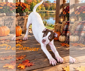 Denver~meet me! - Male Aussie Siberian Dog for Adoption - Photo #2