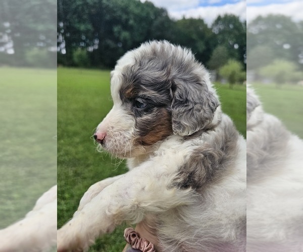 Medium Photo #6 Aussiedoodle Miniature  Puppy For Sale in LEXINGTON, NC, USA