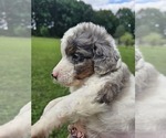 Small #5 Aussiedoodle Miniature 