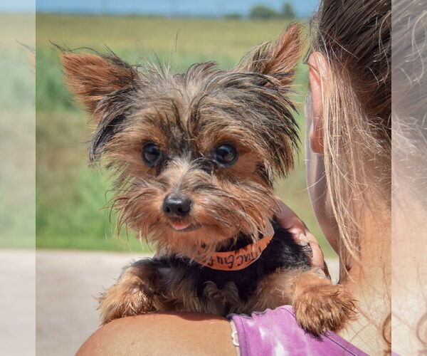 Medium Photo #5 Mutt Puppy For Sale in Huntley, IL, USA