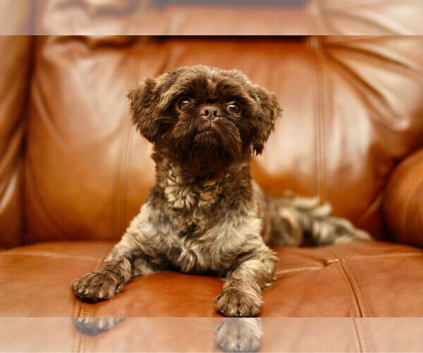 Medium Photo #3 Shih Tzu Puppy For Sale in Yuba City, CA, USA