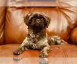 Small #2 Shih Tzu
