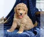 Small #2 Goldendoodle (Miniature)