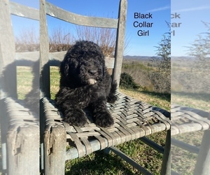 Bordoodle Puppy for Sale in UNICOI, Tennessee USA