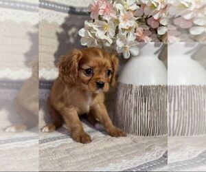 Cavalier King Charles Spaniel Puppy for sale in Mississauga, Ontario, Canada