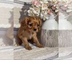 Small Cavalier King Charles Spaniel