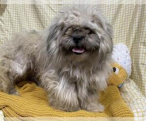 Pekingese-Unknown Mix Dogs for adoption in Modesto, CA, USA