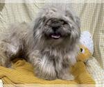 Small Pekingese Mix