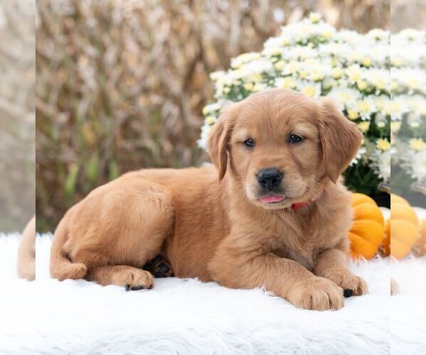 Medium Photo #3 Golden Retriever Puppy For Sale in NEWPORT, PA, USA