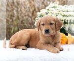 Small #2 Golden Retriever