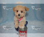 Small Photo #3 Maltipoo Puppy For Sale in SANGER, TX, USA
