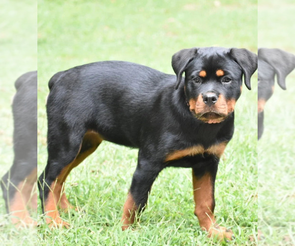 Medium Photo #2 Rottweiler Puppy For Sale in JONESBORO, GA, USA