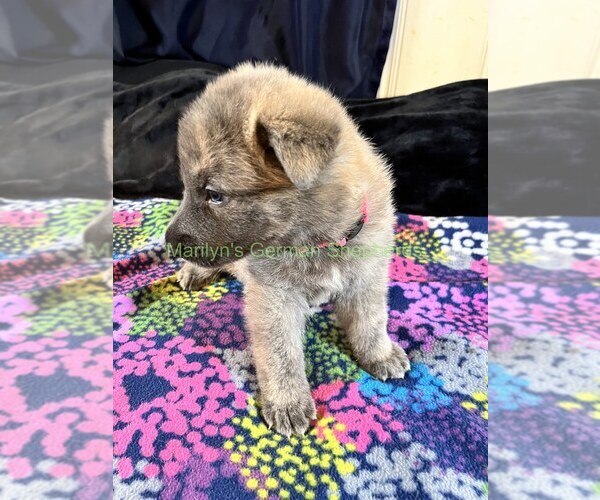 Medium Photo #5 German Shepherd Dog Puppy For Sale in PIEDMONT, MO, USA