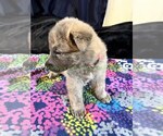 Holiday Garland - Female German Shepherd Dog Puppy for Sale - Photo #5