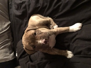 American Pit Bull Terrier Puppy for sale in MUNDELEIN, IL, USA