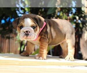 Bulldog Puppy for sale in SANTA ANA, CA, USA