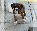 Small Photo #3 Boxer Puppy For Sale in BEECH GROVE, IN, USA