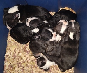 Boston Terrier Puppy for sale in CHARLOTTE, MI, USA