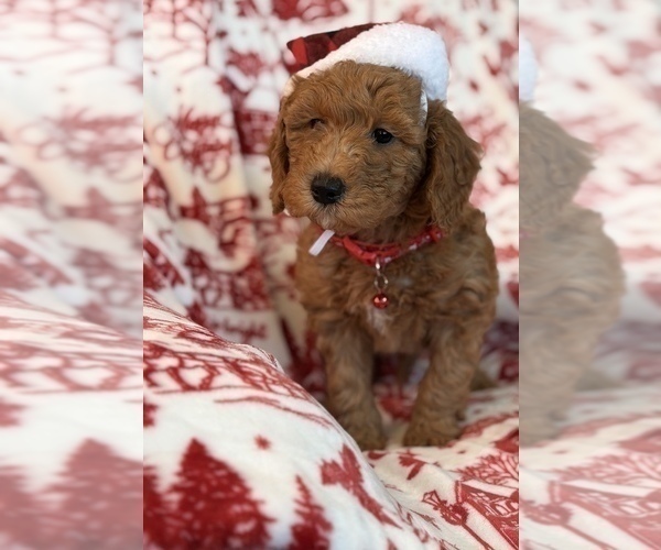 Medium Photo #15 Goldendoodle (Miniature) Puppy For Sale in SAINT MARYS, KS, USA