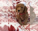 Small #14 Goldendoodle (Miniature)