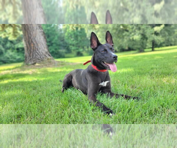 Medium Photo #8 Mutt Puppy For Sale in Boston, MA, USA