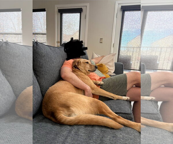 Medium Photo #4 Labrador Retriever-Unknown Mix Puppy For Sale in Denver , CO, USA