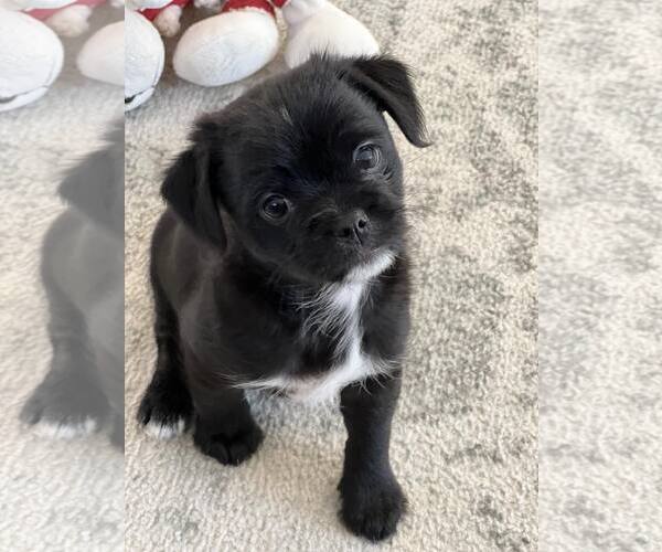 Medium Photo #2 Pug-A-Poo Puppy For Sale in Tenafly, NJ, USA