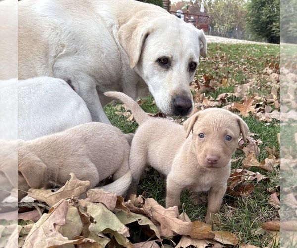 Medium Photo #5 Labrador Retriever Puppy For Sale in LEASBURG, MO, USA