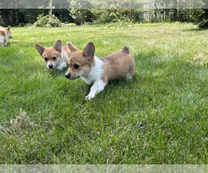 Pembroke Welsh Corgi Puppy for sale in PLAINFIELD, IN, USA