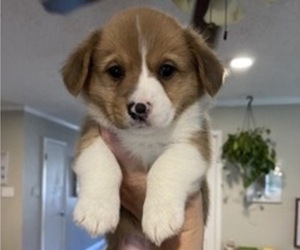 Pembroke Welsh Corgi Puppy for sale in BRYAN, TX, USA