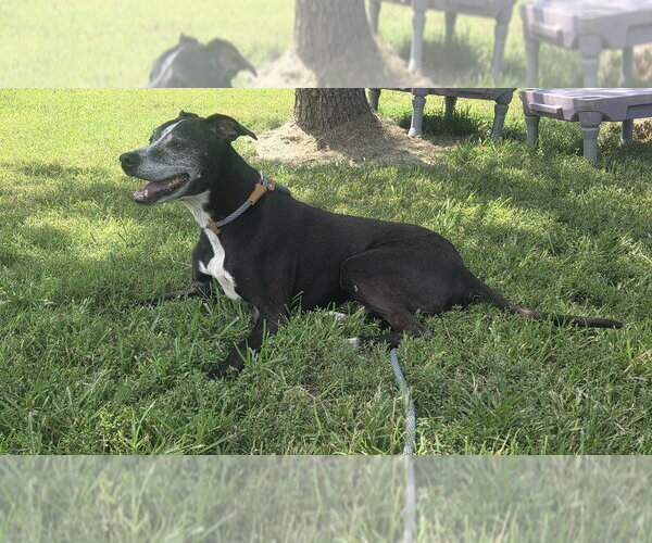 Medium Photo #2 Mutt Puppy For Sale in Evansville, IN, USA