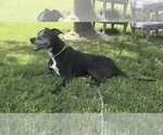 Small #1 Mutt